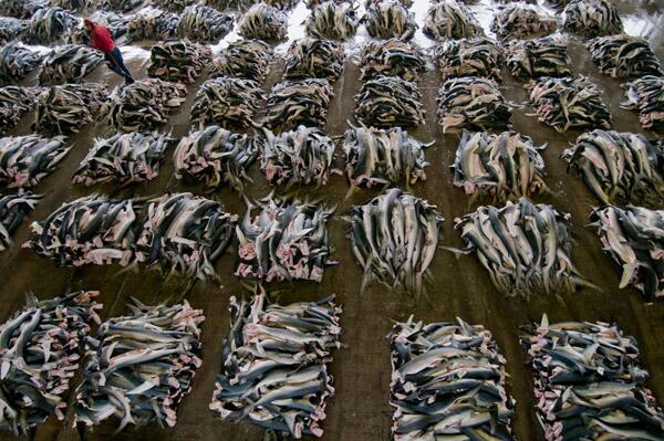Shark carcasses at a wholesale market